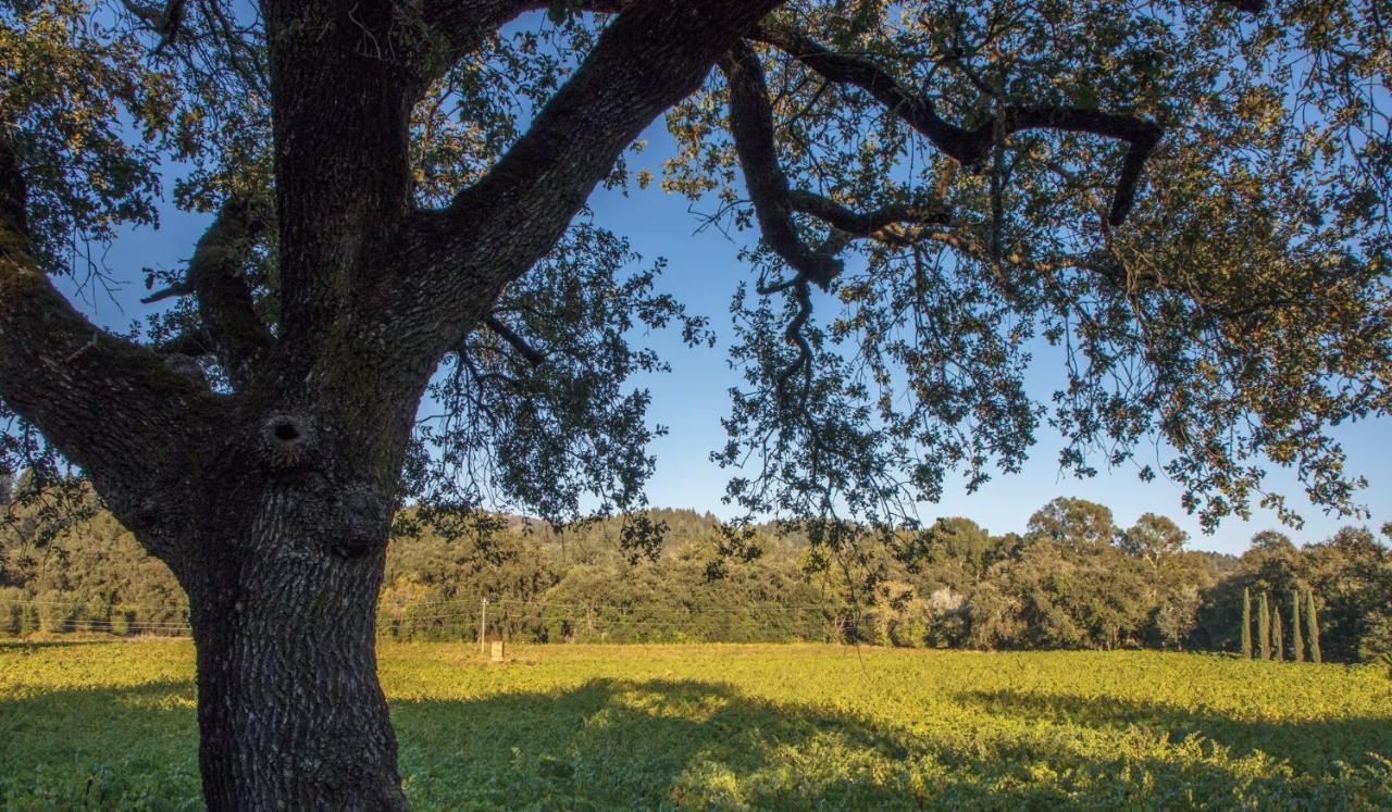 Wine Country Inn Napa Valley St. Helena Exteriér fotografie